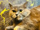 Gorgeous Dilute Tortie / Grey Longhair Cat – Playful with Loving