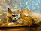 Gorgeous Dilute Tortie