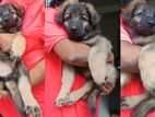 Gorgeous German Shepherd Long Coat Puppies