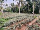 ⁠ගොරකගහවත්ත ඉඩම⁠