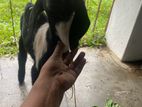 Farm Goat