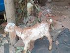 Jamunapari Goat