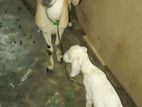 Farm Goat