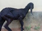Farm Goat