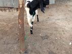 Farm Goat