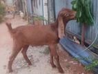 Farm Goat
