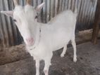 Farm Goat