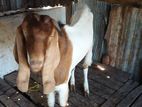 Farm Goat