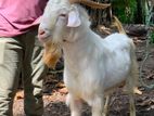Farm Goat