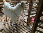 Farm Goat