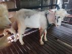Sanan Goats
