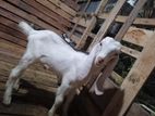 Goats