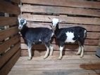Farm Goats
