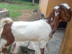 Farm Goat