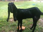 Farm Goat