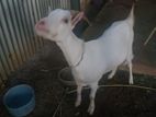 White Goat