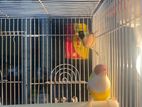 Gouldian Finches