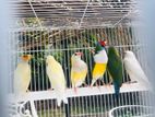 Gouldian Birds