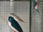 Gouldian bird