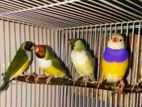 Gouldian Birds