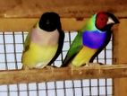 Gouldian Birds