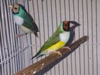 gouldian birds