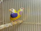 Gouldian Breeding Pairs
