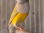 Gouldian Finch Bird