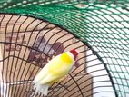Gouldian Finch Male