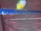 Gouldian Finches