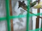 Gouldian Finches Chicks