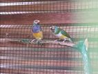 Gouldian Finches