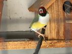 Gouldian Finches