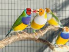 Gouldian finches