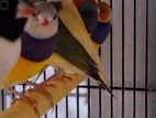 Gouldian Finches