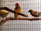 Gouldian Finches