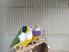 Gouldian finches