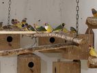 Gouldian Finches