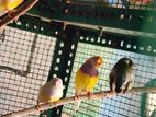 Gouldian Finches