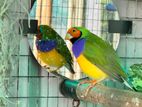 Gouldian Finches