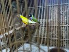 Gouldian Finches
