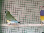 gouldian finches