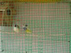 Gouldian Finches