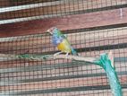 Gouldian Finches Male