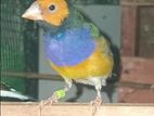 Gouldian Finches Male
