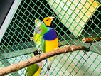 Gouldian Bird