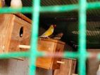 Gouldian Finches