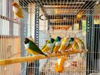 Gouldians Birds