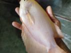 gourami fish
