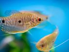 Gourami Fish